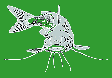image of a channel catfish.